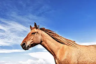 Portrait d'un cheval Henson sur fond de ciel bleu