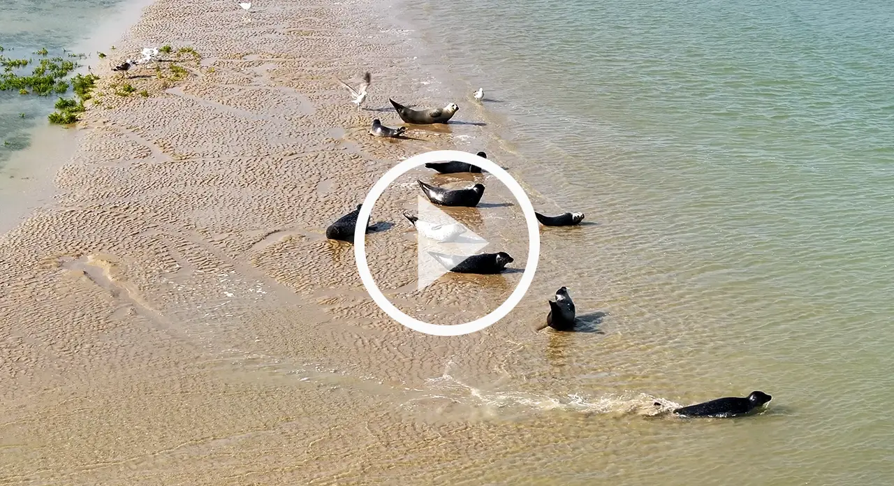 Phoque veau marin filmé avec un drone en baie d'Authie