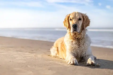 15 Chien Reposant Sur La Plage Au Coucher Du Soleil