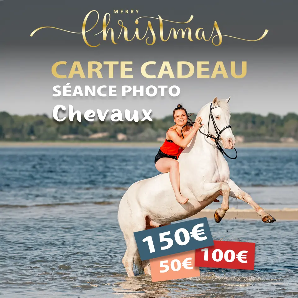 Carte cadeau joyeux noël shooting photo chevaux sur la plage