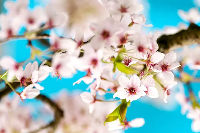 Focale et profondeur de champs fleurs de cerisier